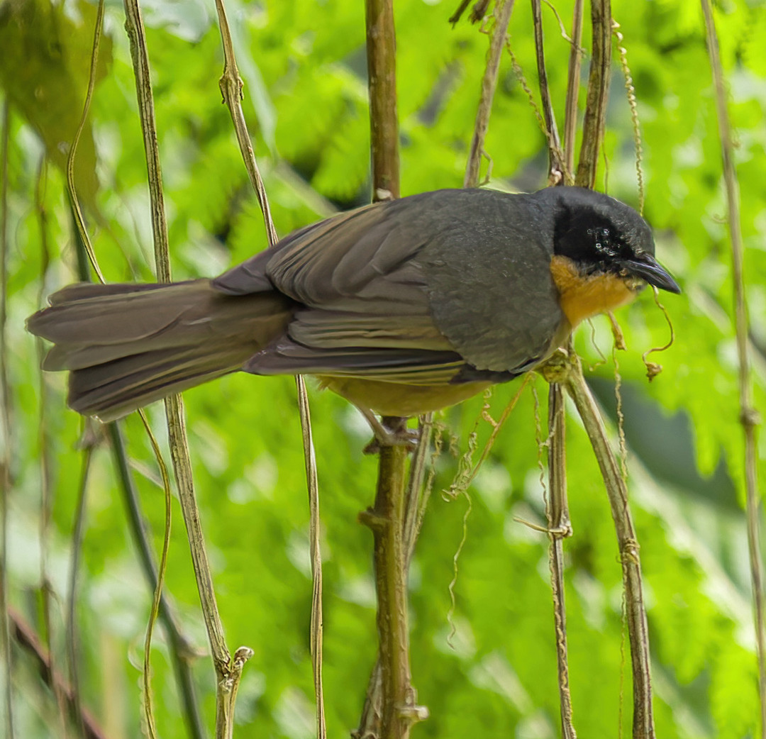 image Black-eared Hemispingus
